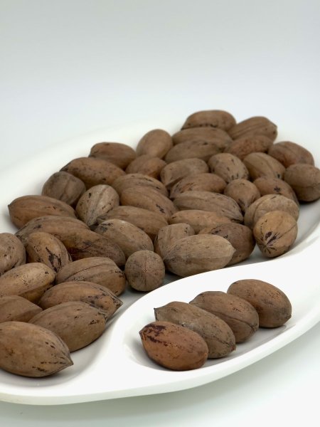 جوز حب